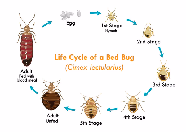 Hvordan ved jeg om jeg har bedbugs?