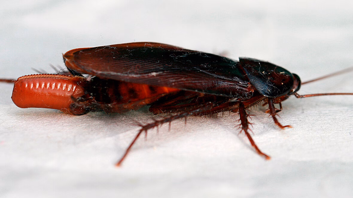 Hvorfor må man ikke slå en kakerlak ihjel?