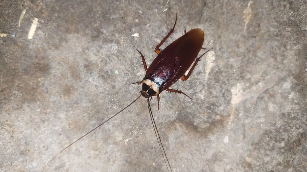 Kan kakerlakker skade mennesker?