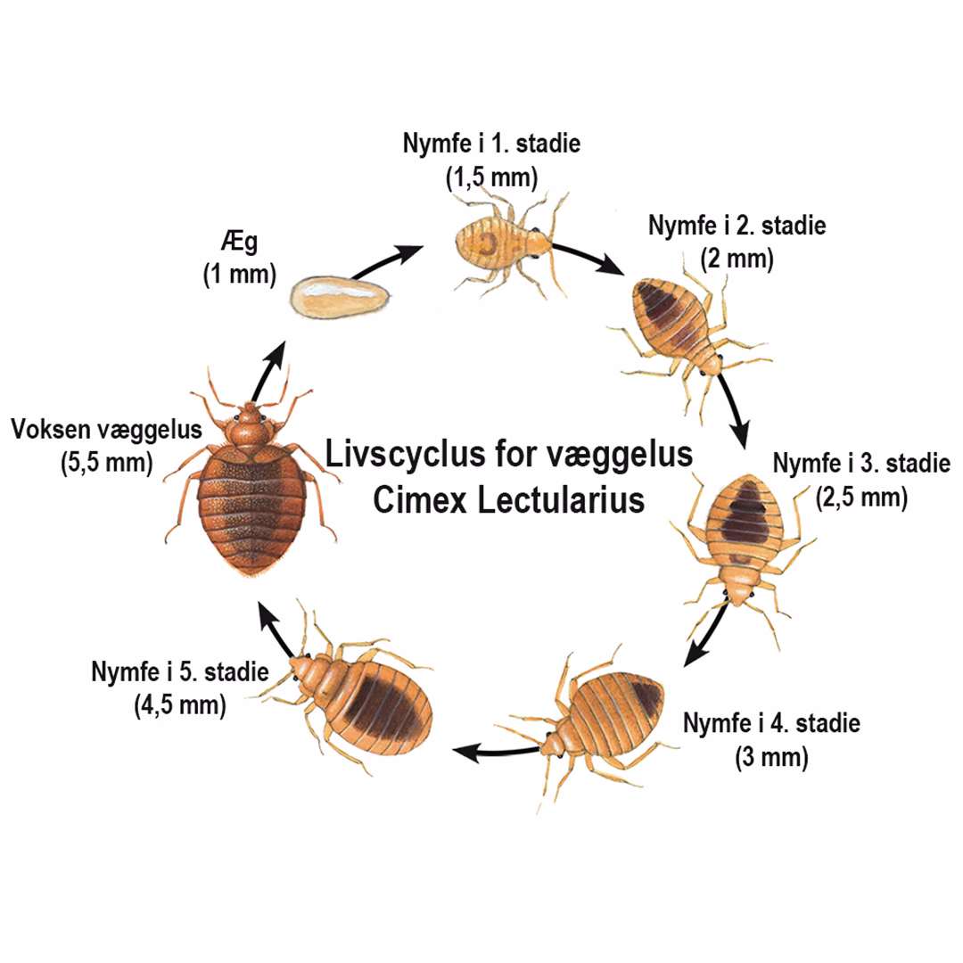 Hvordan fjerner man væggelus fra kuffert?